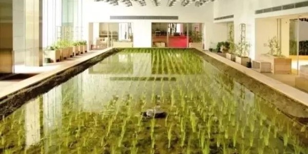 美國人把辦公桌搬進(jìn)了熱帶雨林，日本人把農(nóng)場搬進(jìn)了寫字樓！